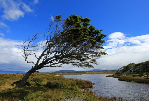 Tree deformed by wind on Tierra del Fuego, Patagonia, Argentina