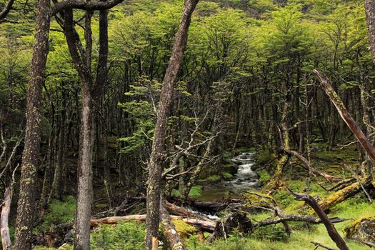 Wild river in an overgrown forest, Tierra Del Fuego, Patagonia, Chile