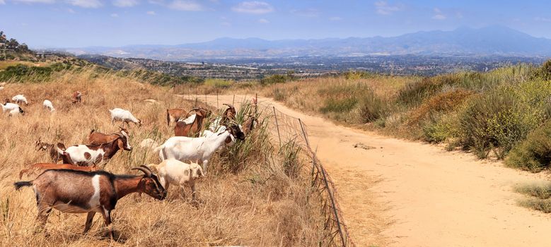 Goats cluster along a hillside with Saddleback mountains in the distance in Aliso and Wood Canyons Wilderness Park  in Laguna Beach as a means of land maintenance and eating away wild brush that could lead to wild fires.