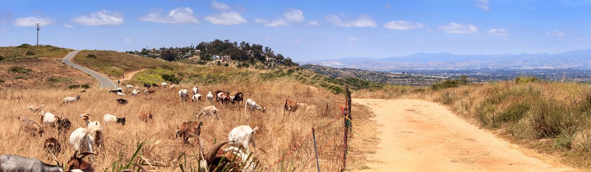 Goats cluster along a hillside with Saddleback mountains in the distance in Aliso and Wood Canyons Wilderness Park  in Laguna Beach as a means of land maintenance and eating away wild brush that could lead to wild fires.