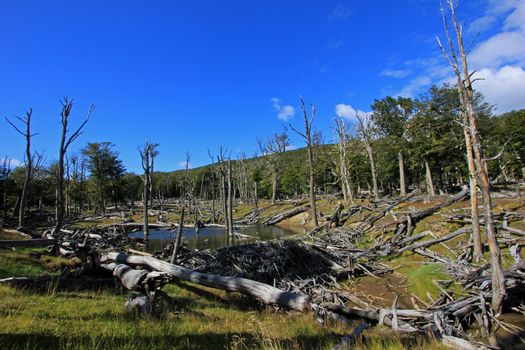 Beaver dam, Tierra Del Fuego, Patagonia Chile