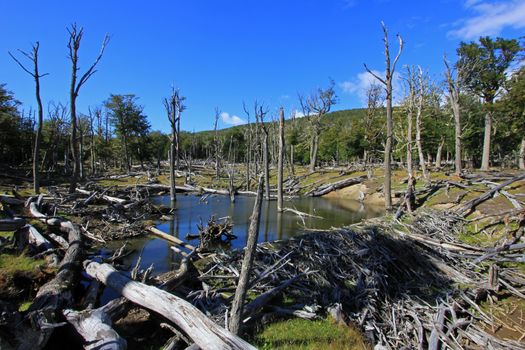 Beaver dam, Tierra Del Fuego, Patagonia Chile