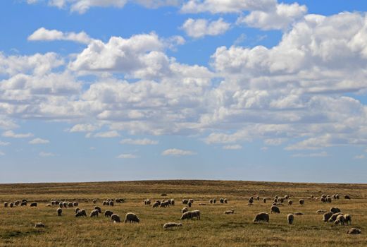 Herd of sheep near Porvenir, Tierra Del Fuego, Patagonia, Chile