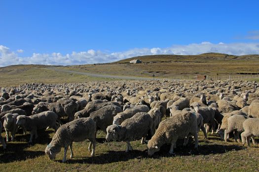 Herd of sheep near Porvenir, Tierra Del Fuego, Patagonia, Chile