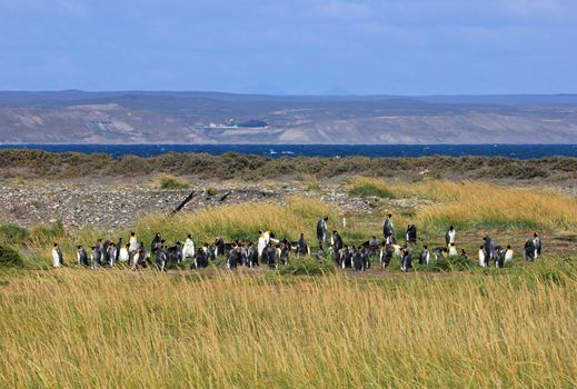 King penguins living wild at Parque Pinguino Rey, Tierra Del Fuego, Patagonia, Chile