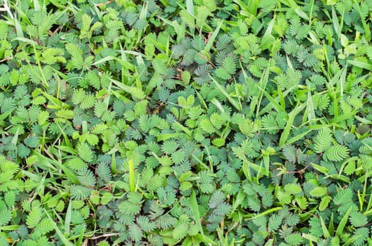 grass background, grass texture