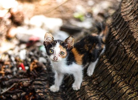 White cat black stripes local thailand