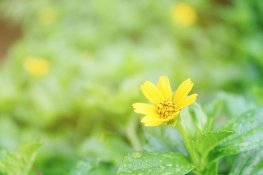 Nature background concept : Soft focus of little yellow flower on meadow