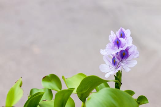 Beautiful Water Hyacinth flowers on the background blurred
