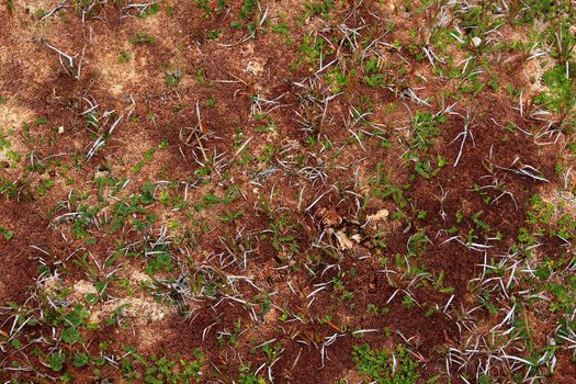 Peat bog plants, used for gardening and the diapers production, Patagonia, Chile