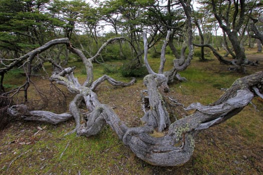 Lenga beech tree forest, Nothofagus Pumilio, Reserva Nacional Laguna Parrillar, near Punta Arenas, Patagonia, Chile