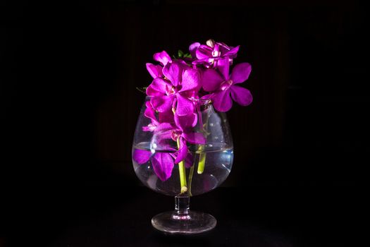 Beautiful Purple orchid flower on black.