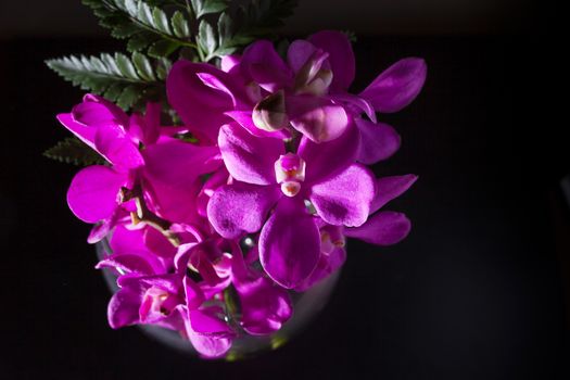 Beautiful Purple orchid flower on black.