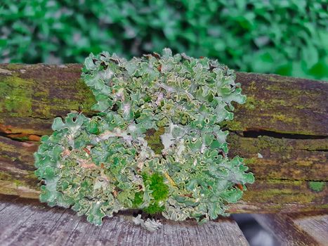 Lichen On Old Wood Fence