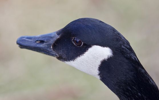 Beautiful background with a cute Canada goose