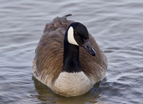 Beautiful background with a cute Canada goose