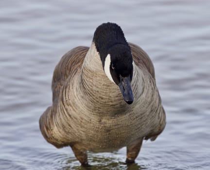 Beautiful background with a cute Canada goose