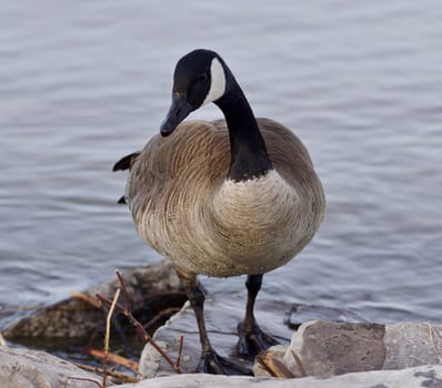 Beautiful background with a cute Canada goose