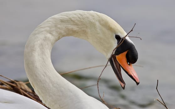 Beautiful isolated photo of a swan in the nest