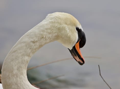 Beautiful isolated photo of a swan in the nest