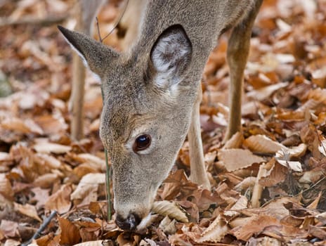 Isolated photo of a cute wild deer in forest