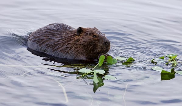 Beautiful isolated photo of a beaver in lake