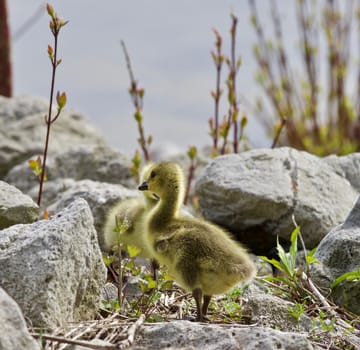 Beautiful isolated photo of a cute chick of Canada geese