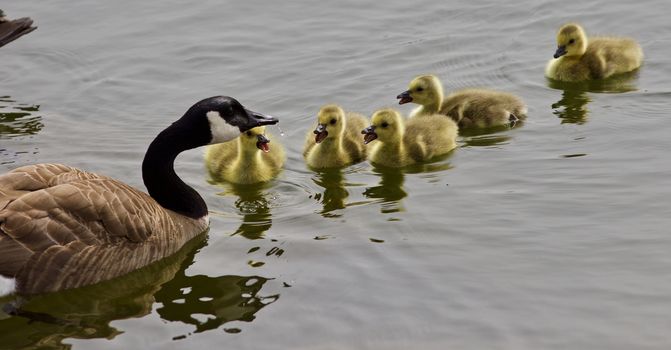 Beautiful isolated photo of a young family of Canada geese