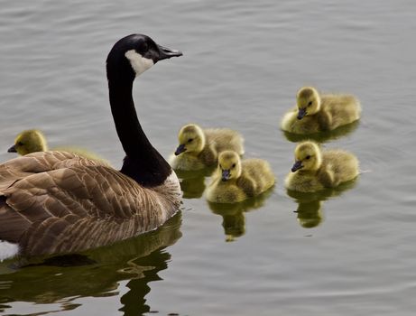 Beautiful isolated photo of a young family of Canada geese