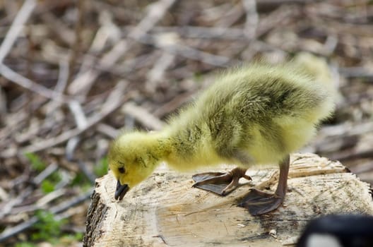 Beautiful isolated photo of a cute chick of Canada geese