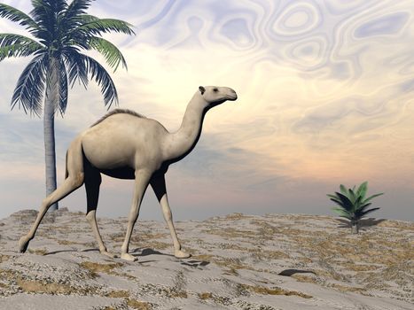 Camel walking upon a sand dune with palm trees by brown sunset - 3D render