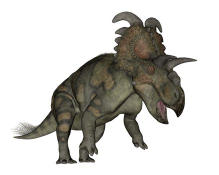 Albertaceratops dinosaur roaring isolated in white background - 3D render