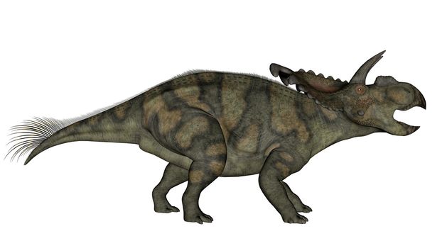 Albertaceratops dinosaur walking and roaring isolated in white background - 3D render