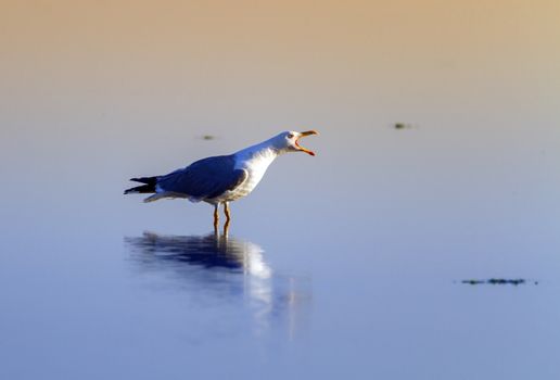 Beautiful gull singing beak open standing on the water, Camargue, France