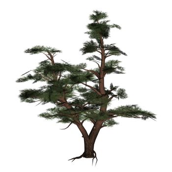 Pine tree isolated in white background - 3D render