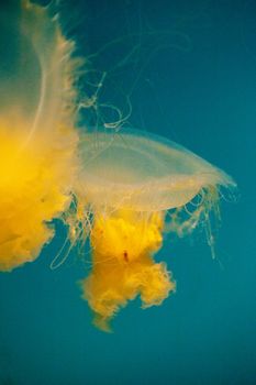 Egg yolk jelly Phacellophora camtschaitica has tentacles that can reach 20 feet in length.