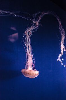 Purple striped jellyfish Chrysaora colorata has long tentacles and can be found off the coast of Monterey, California in the United States