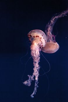 Purple striped jellyfish Chrysaora colorata has long tentacles and can be found off the coast of Monterey, California in the United States