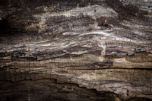 beautiful textures and patterns on the wood
