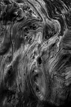 beauty of textures and shapes on the wood