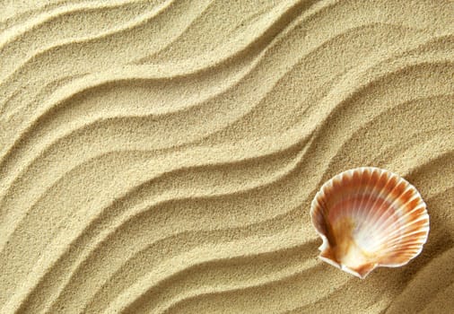 Close up of sea shell on beach sand 