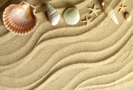 Sea shells on a sandy beach with space for text 