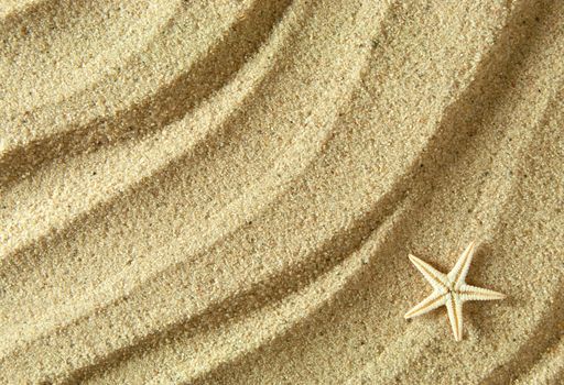 Close up of a starfish shell on beach sand