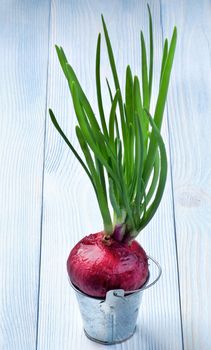 Green Sprouts of Spring Red Onion in Tin Bucket isolated on Blue Wooden background