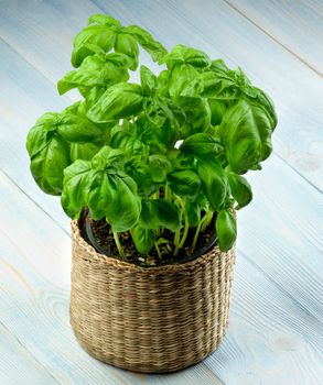 Lush Foliage Fresh Green Basil with Water Drops in Wicker Flower Pot closeup on Wooden background