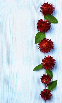 Vertical Frame of Straw Flower Strohblume with Green Leafs In a Row closeup on Light Blue Wooden background