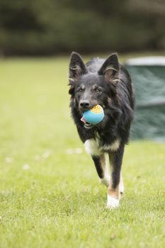 Dog, Border Collie, running with ball
