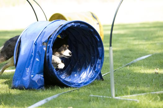 Dog, Border Collie, running through agility tunnel, hooper training