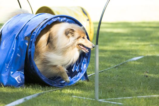 Dog, Scottish Collie, running through agility tunnel, hoopers