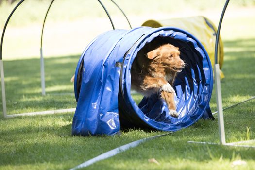 Dog, Nova Scotia duck tolling retriever, running through agility tunnel, hooper training